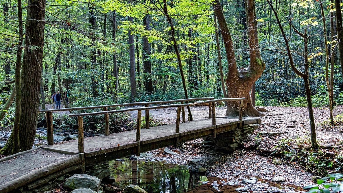 view of foot bridge surrounded by wilderness and trees