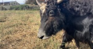 From meat to the saddle: B.C. rancher trains yaks to carry riders