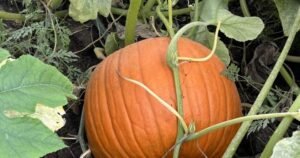 Pumpkin farms ‘at the mercy of Mother Nature’ after extreme weather in Canada Pumpkin farms ‘at the mercy of Mother Nature’ after extreme weather in Canada