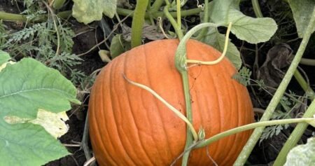 Pumpkin farms ‘at the mercy of Mother Nature’ after extreme weather in Canada