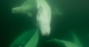 Polar bear, beluga conservation, education in Churchill, Man.