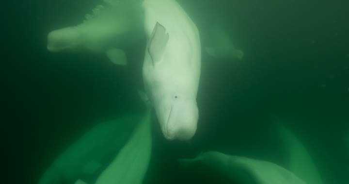 Polar bear, beluga conservation, education in Churchill, Man. Polar bear, beluga conservation, education in Churchill, Man.
