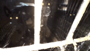 California animal rescue operator charged with felonies for alleged ‘inhumane and unsanitary conditions’ California animal rescue operator charged with felonies for alleged ‘inhumane and unsanitary conditions’