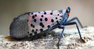 This invasive species has just been found in Canada for the 1st time