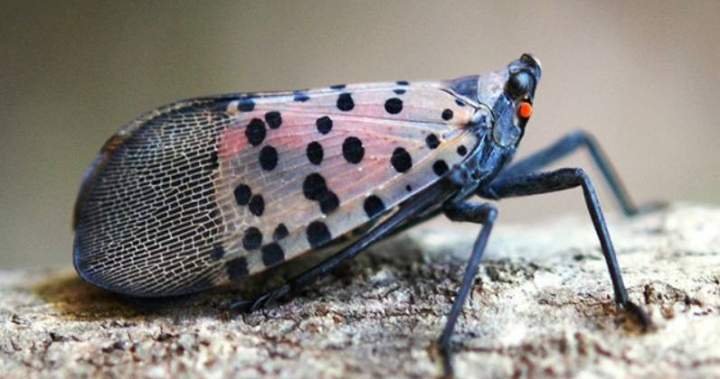 This invasive species has just been found in Canada for the 1st time This invasive species has just been found in Canada for the 1st time