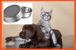 New dog, new tricks: 27 pet essentials for new dog and cat owners New dog, new tricks: 27 pet essentials for new dog and cat owners
