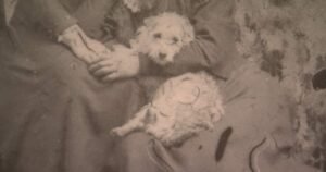 Extremely rare Woolly Dog pelt back in B.C. after more than 160 years