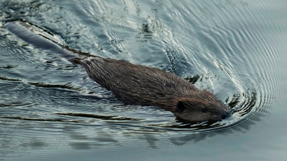 A beaver swims in Napa Creek