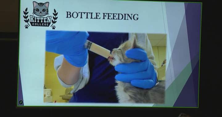 Canada’s first ‘kitten college’ opens in Langley, B.C. Canada’s first ‘kitten college’ opens in Langley, B.C.