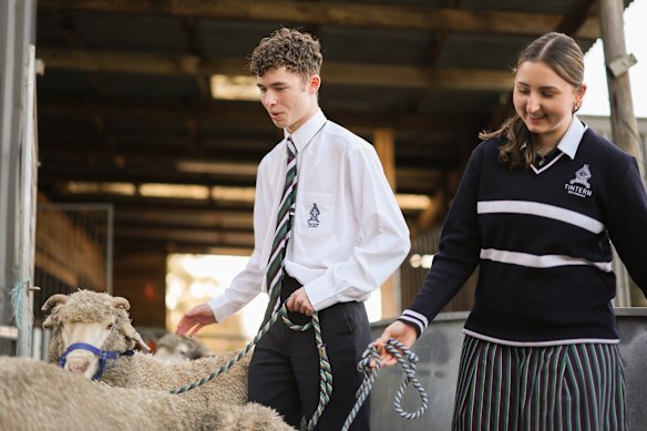 Students Sebastian Humphrys and Olivia Cardamone with some of the school’s merino sheep.