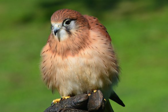 Sparrow the nankeen kestrel was about the size of a lorikeet.