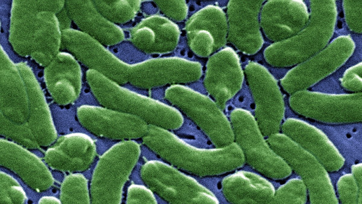 Vibrio vulnificus is a bacterium in the same family as those that cause cholera. It normally lives in warm seawater and is part of a group of vibrios that are called "halophilic" because they require salt.