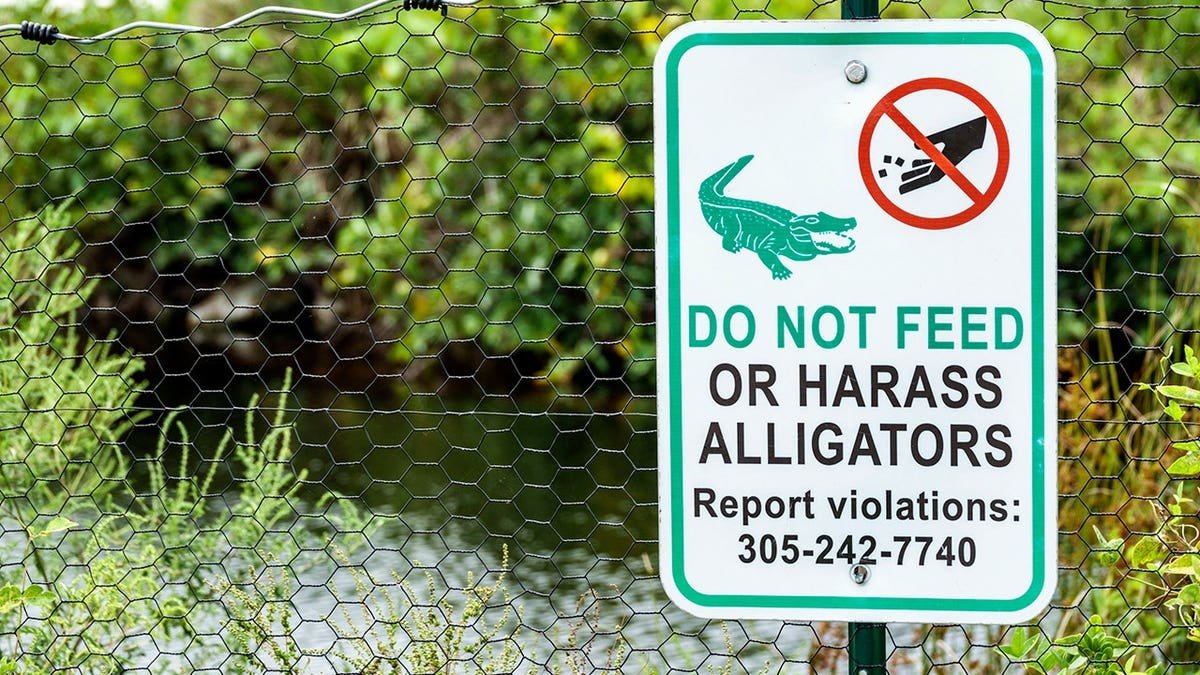 Do Not Feed Alligator sign in Big Cypress National Preserve, Everglades, Florida.