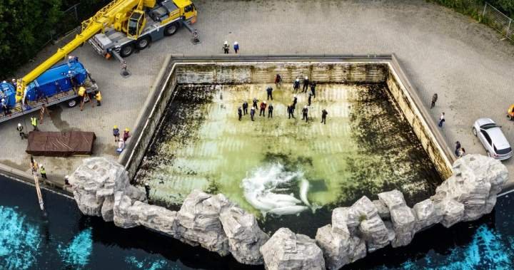 Fourth Marineland whale dies after relocation, third at Shedd Aquarium in Chicago Fourth Marineland whale dies after relocation, third at Shedd Aquarium in Chicago