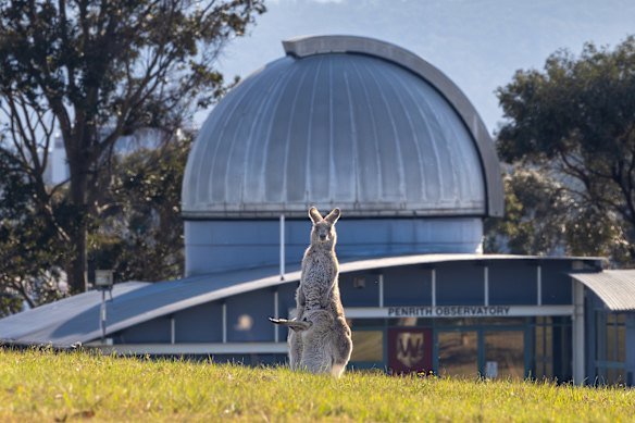A kangaroo and her joey in front of the Penrith observatory at Western Sydney University’s Werrington North campus.