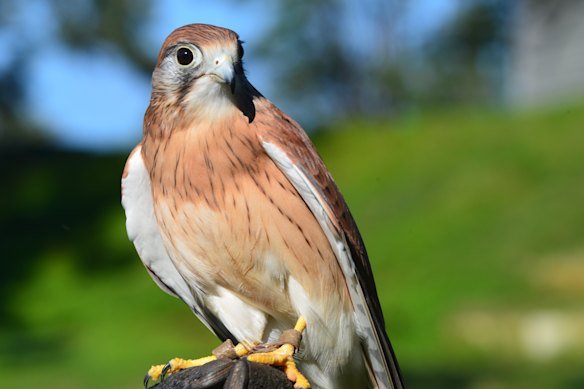 Sparrow the nankeen kestrel went missing during a free flight training session on Wednesday.