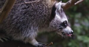 Rabies vaccine operation targets raccoons and skunks in Montreal parks