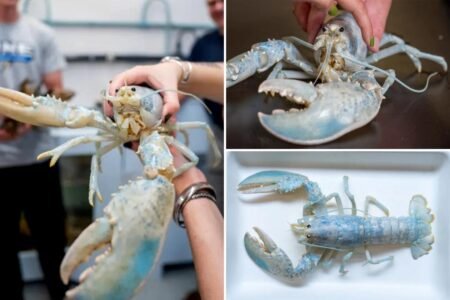 One-in-100 million ‘ghost’ lobster donated by Maine aquarium