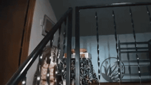 Washington homeowner hears mysterious banging, calls 911 before police find growling bobcat at top of stairs Washington homeowner hears mysterious banging, calls 911 before police find growling bobcat at top of stairs