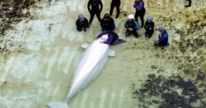 Several belugas from Marineland have health issues, Chicago aquarium says Several belugas from Marineland have health issues, Chicago aquarium says