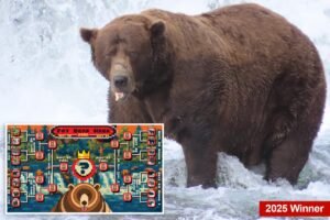 Fat bear week kicks off its 12th year — meet the contenders Fat bear week kicks off its 12th year — meet the contenders