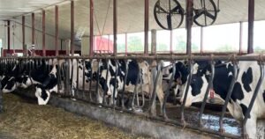 Private company to take over New Brunswick veterinary services next year Private company to take over New Brunswick veterinary services next year
