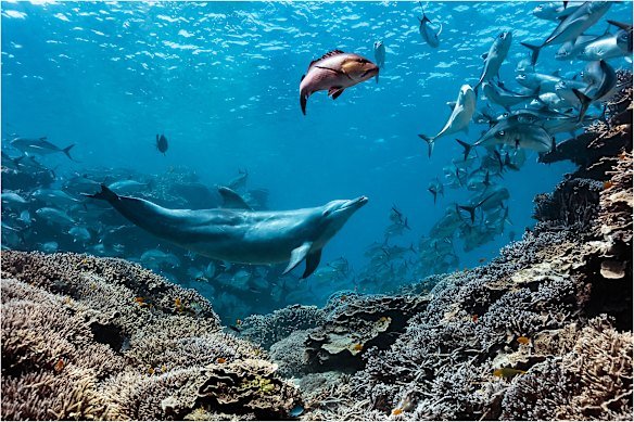 Bubbles the fish-bullying bottlenose dolphin.