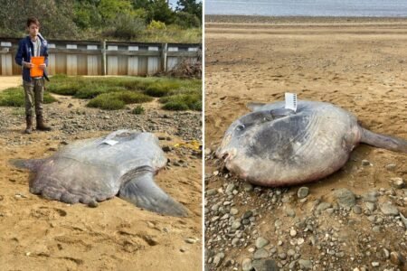 Huge 900-pound ocean sunfish found dead on Cape Cod beach Huge 900-pound ocean sunfish found dead on Cape Cod beach
