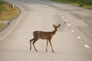 NJ woman struck by car — while trying to help deer hit by another car NJ woman struck by car — while trying to help deer hit by another car
