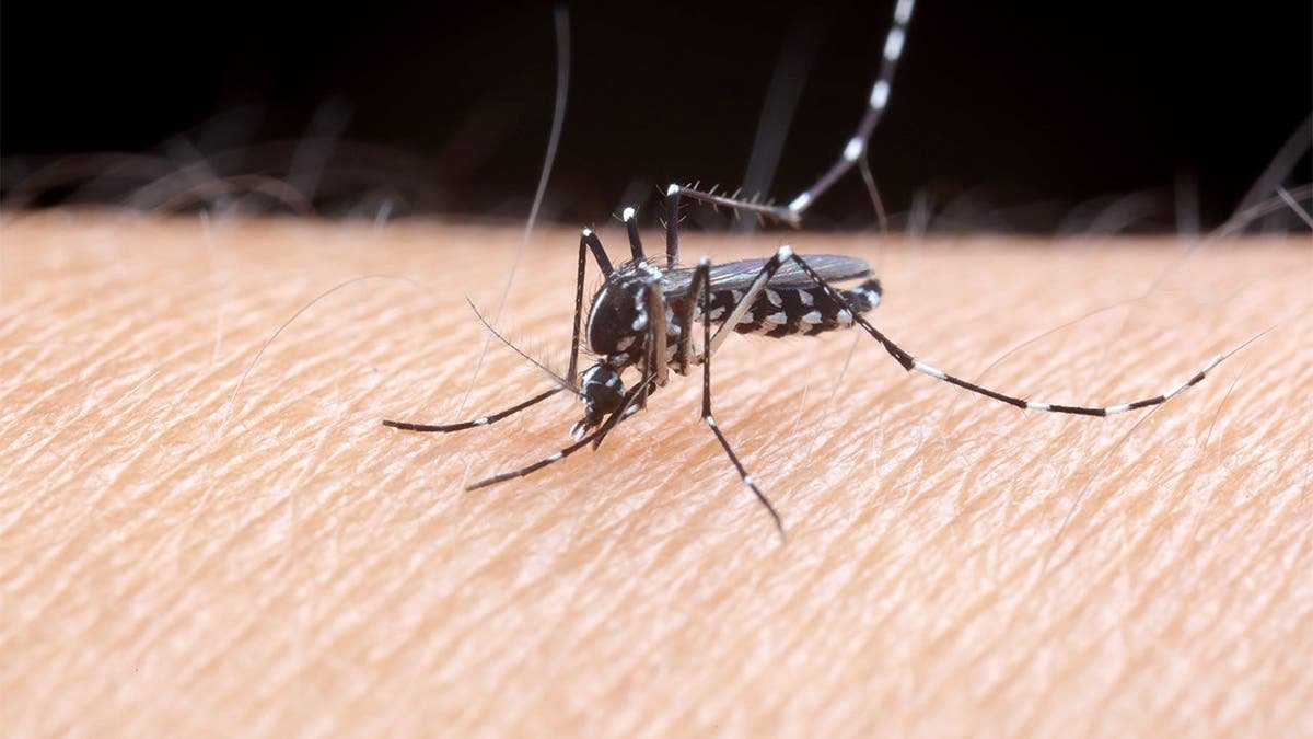 A mosquito sits on a person's arm.