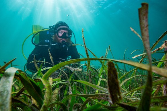Mitchell Brennan, project manager of the Sydney Seahorse Protection program, in the waters next to HMAS Penguin. 