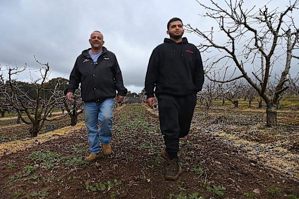 Mahmoud Khodr and son Ali among the cherry trees on their property Lynton Orchard in Young.