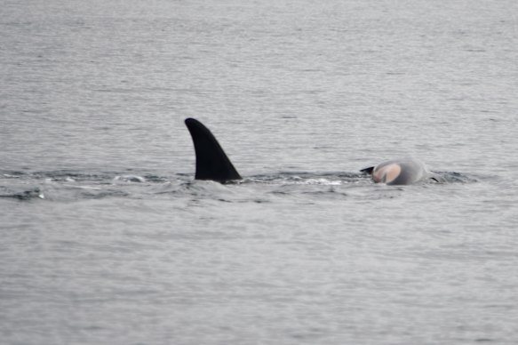 The orca known as J35 (Tahlequah) carries the carcass of her dead calf in the waters of Puget Sound off West Seattle, Washington.