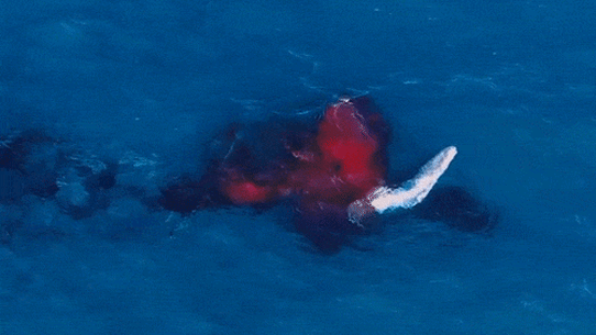 Birth of humpback whale.