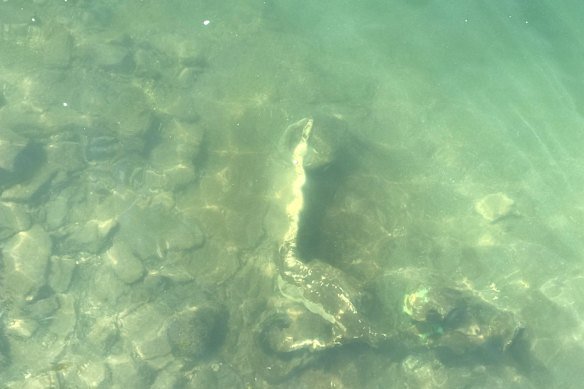 Low tides revealed dozens of e-scooters just along the banks of the CBD in August. 