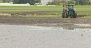 Harvest delayed across the Prairies as farmers deal with waterlogged fields