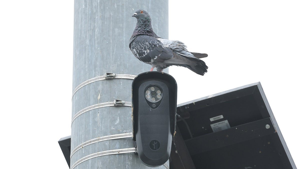 A pigeon perched on a camera tied to a roadside post