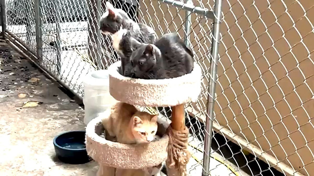 cats were shown in a video to have lived in their own excrement
