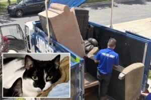 Cat accidentally thrown out with old couch, miraculously rescued from harrowing trash pit Cat accidentally thrown out with old couch, miraculously rescued from harrowing trash pit