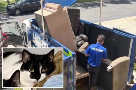 Cat accidentally thrown out with old couch, miraculously rescued from harrowing trash pit Cat accidentally thrown out with old couch, miraculously rescued from harrowing trash pit
