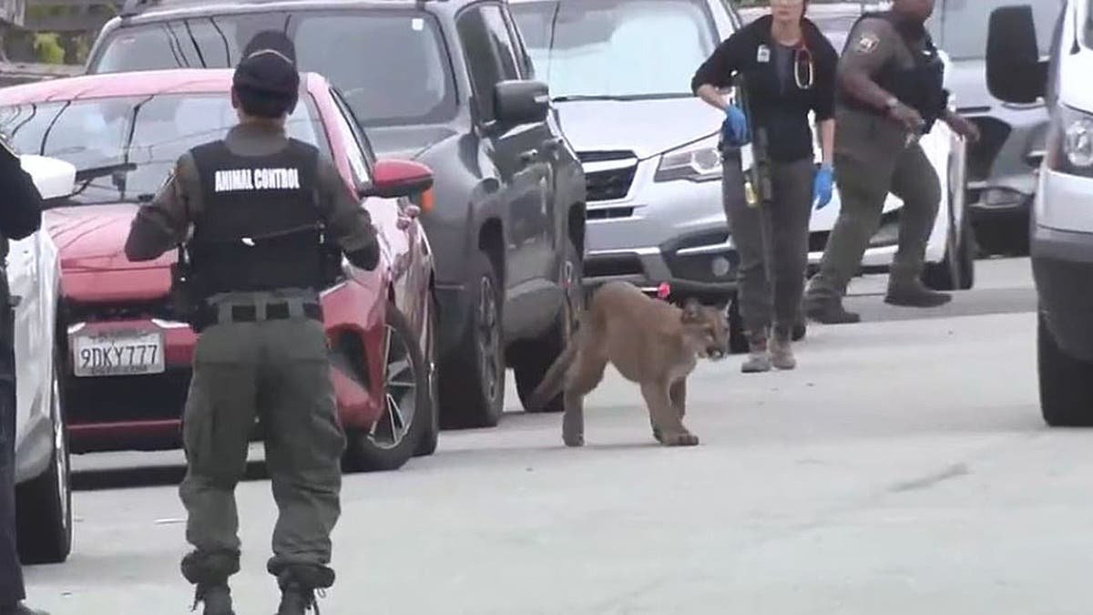 Officals attempt to catch mountain lion
