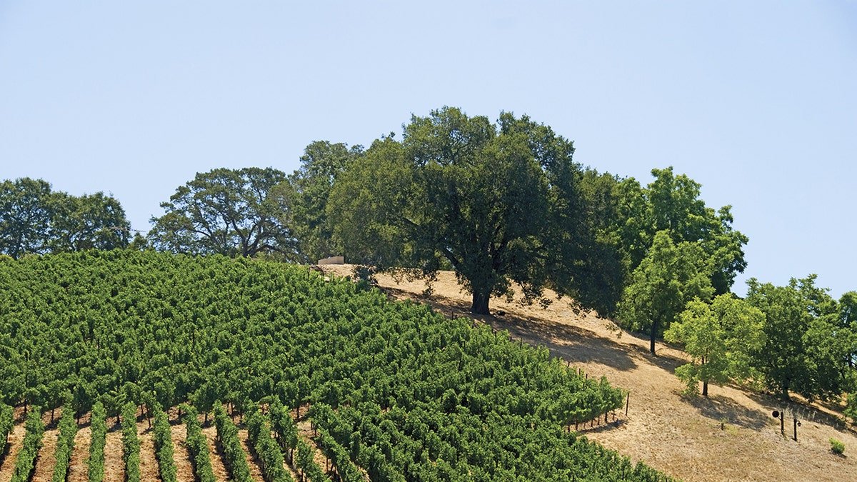 Vineyard file photo