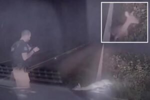Texas deputy jumps out of his skin, screams as ‘dead’ deer springs back to life in hilarious video Texas deputy jumps out of his skin, screams as ‘dead’ deer springs back to life in hilarious video