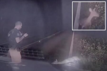 Texas deputy jumps out of his skin, screams as ‘dead’ deer springs back to life in hilarious video Texas deputy jumps out of his skin, screams as ‘dead’ deer springs back to life in hilarious video