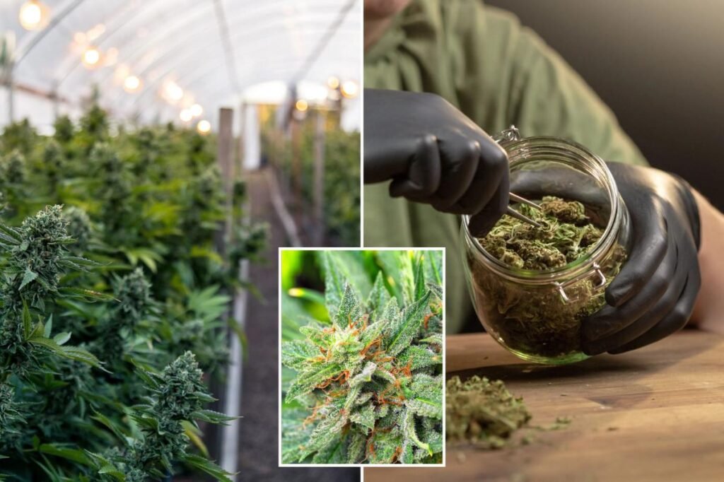 California marijuana pulled from shelves after farm worker’s mysterious death California marijuana pulled from shelves after farm worker’s mysterious death