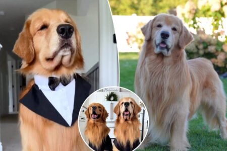 Tucker Budzyn, viral Golden Retriever sensation, dies at 8 after cancer diagnosis Tucker Budzyn, viral Golden Retriever sensation, dies at 8 after cancer diagnosis