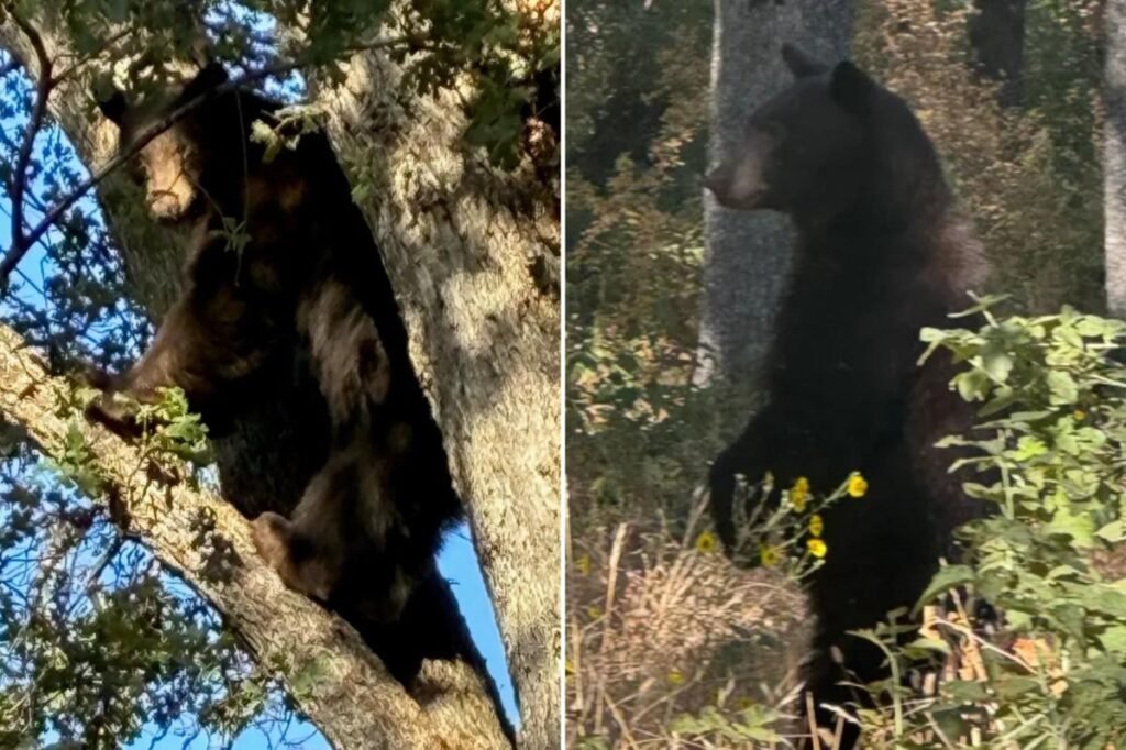 California schools locked down after black bear wanders onto campus