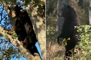 California schools locked down after black bear wanders onto campus California schools locked down after black bear wanders onto campus