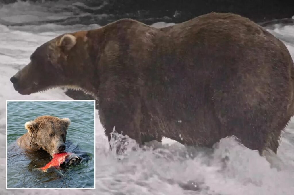 Gentle giant Backpack declared winner of Alaska’s Fat Bear Week