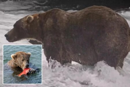 Gentle giant Backpack declared winner of Alaska’s Fat Bear Week